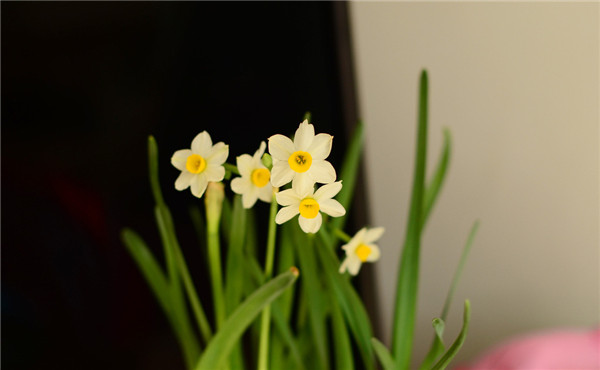 鲜花养护