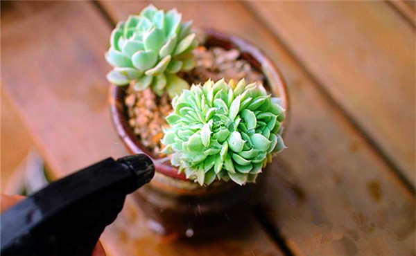 盆栽租摆公司管理花木