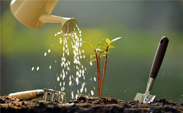 成都办公室植物租摆 成都办公室植物租摆