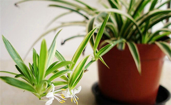 办公室植物推荐