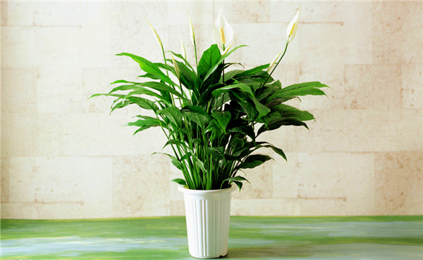 办公室租赁植物白掌