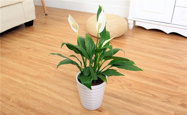 租赁植物白掌养护