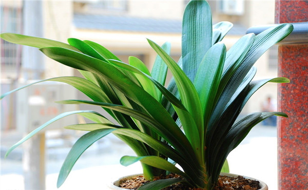 租赁植物君子兰养护