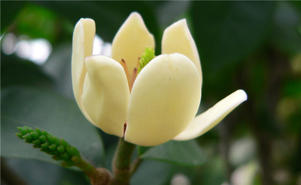 含笑花养护讲究