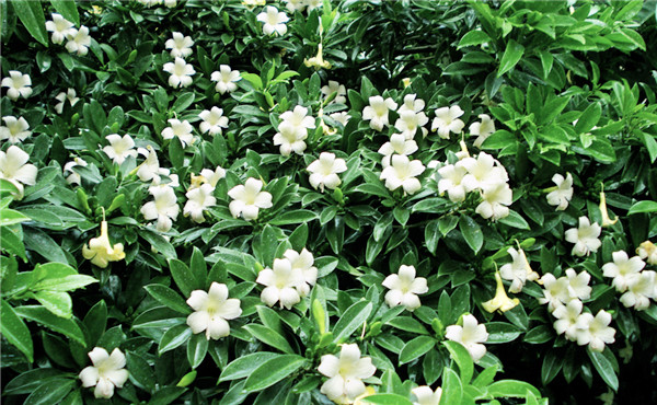 非洲茉莉养护技巧