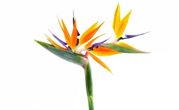 租赁花卉仙鹤来