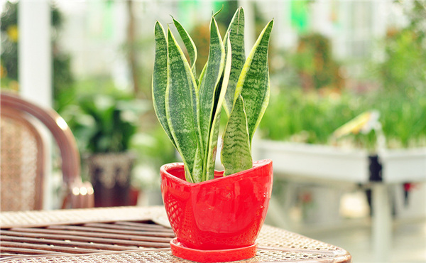 出租绿植虎尾兰