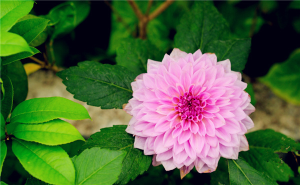 租赁大丽花养护