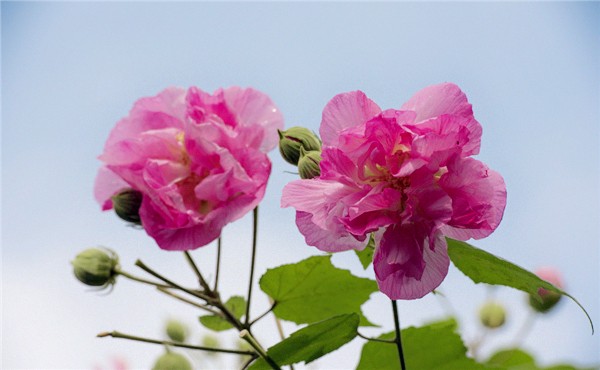 租摆花卉木芙蓉