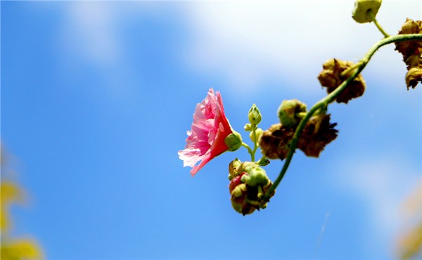 租摆木芙蓉注意事项