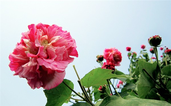 租摆花卉木芙蓉