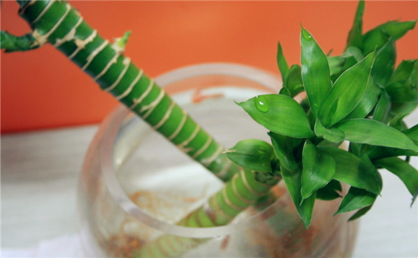 租赁绿植富贵竹