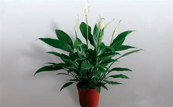 租摆白鹤芋