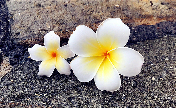 成都鸡蛋花养护