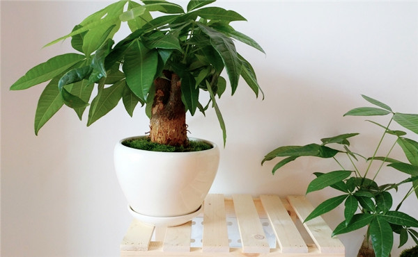 室内绿植选择
