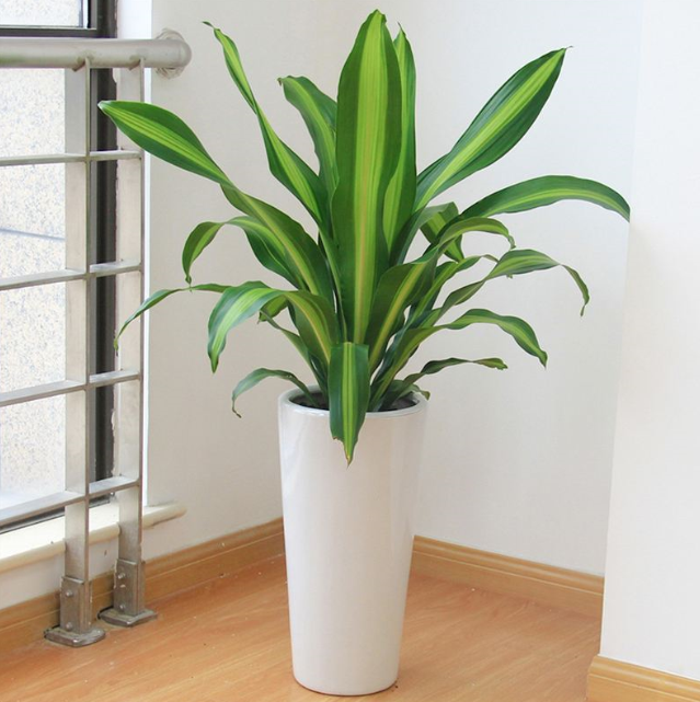 成都植物租赁之也门铁的养殖及摆放