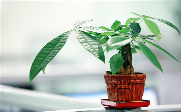 租摆植物发财树