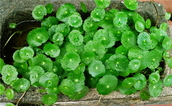 室内植物养护讲究