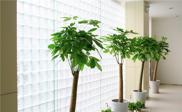 成都植物租摆