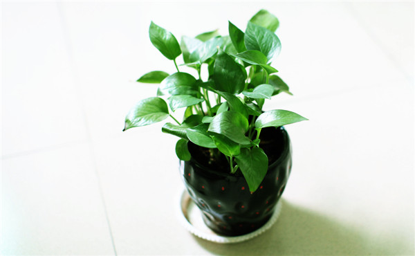 租摆植物绿萝养护