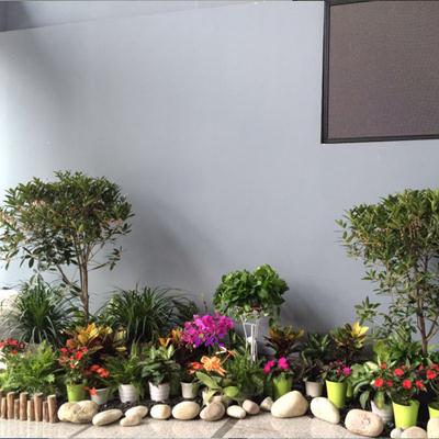 成都植物租赁