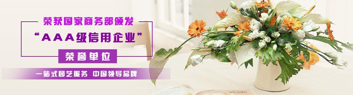 成都植物租赁