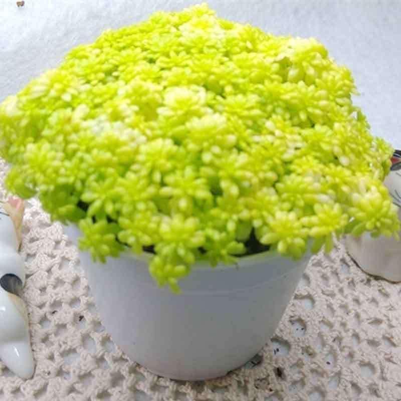 成都盆栽租摆公司教你如何防止多肉植物徒长 成都盆栽租摆公司教你如何防止多肉植物徒长