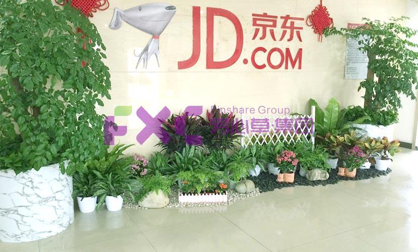 京东植物租摆案例