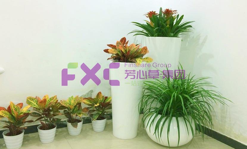京东植物租摆案例