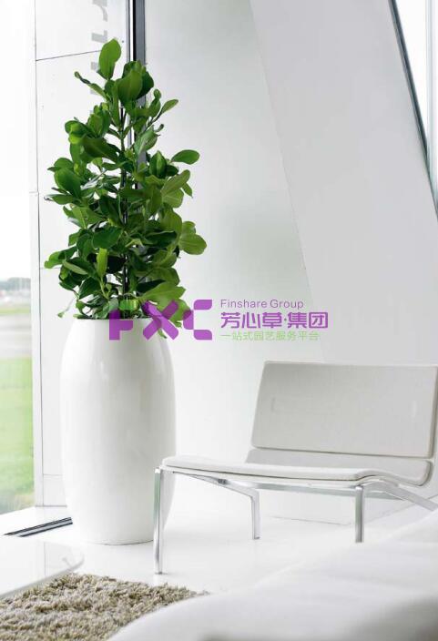 中国农业银行植物租摆案例