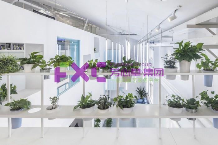中国人寿植物租摆案例