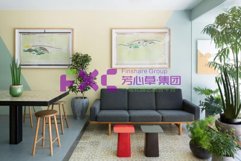 中国人寿植物租摆案例