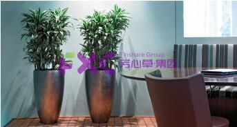 西南建筑设计院植物租摆案例