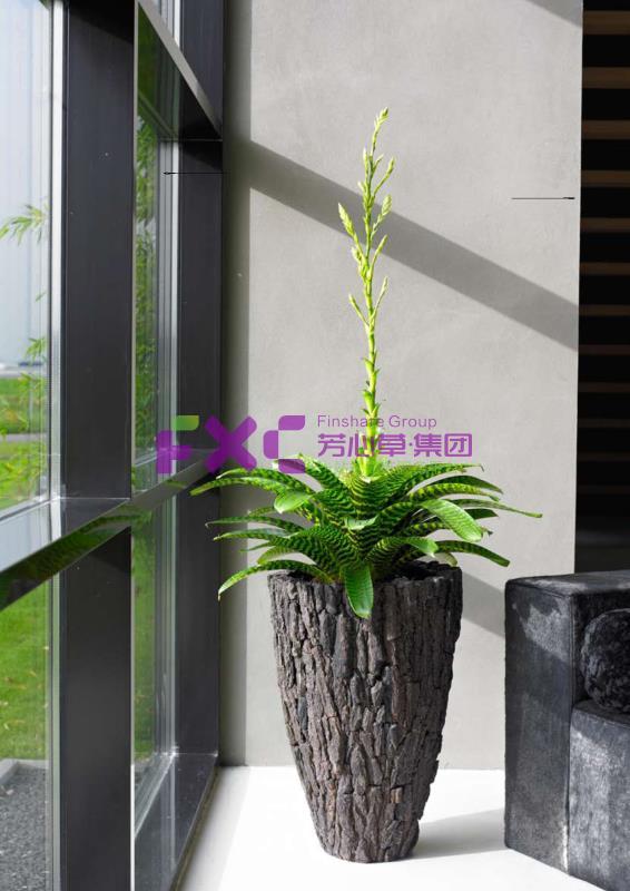 蓝光植物租摆案例