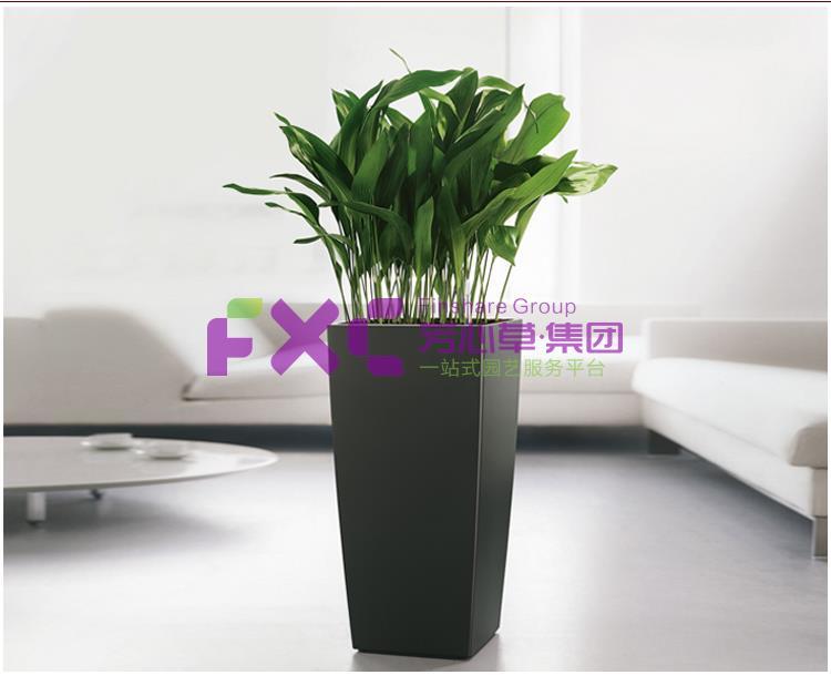 华为植物租摆案例