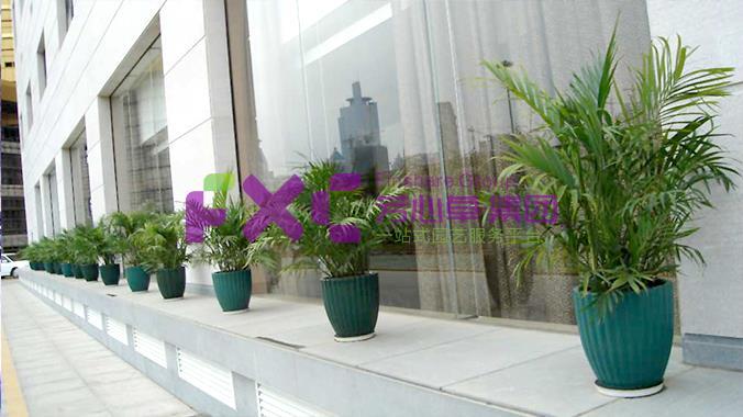 哈尔滨银行植物租摆案例