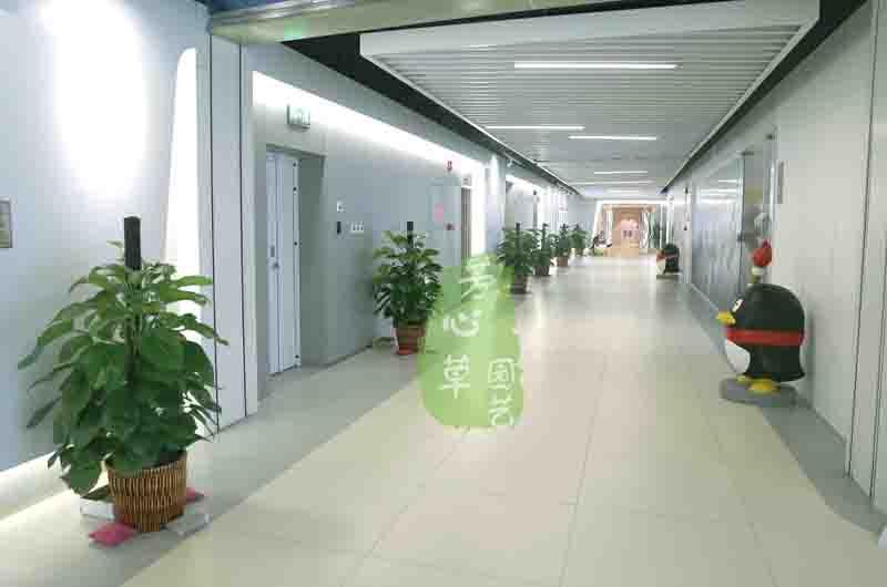 腾讯植物租摆案例 腾讯植物租摆案例
