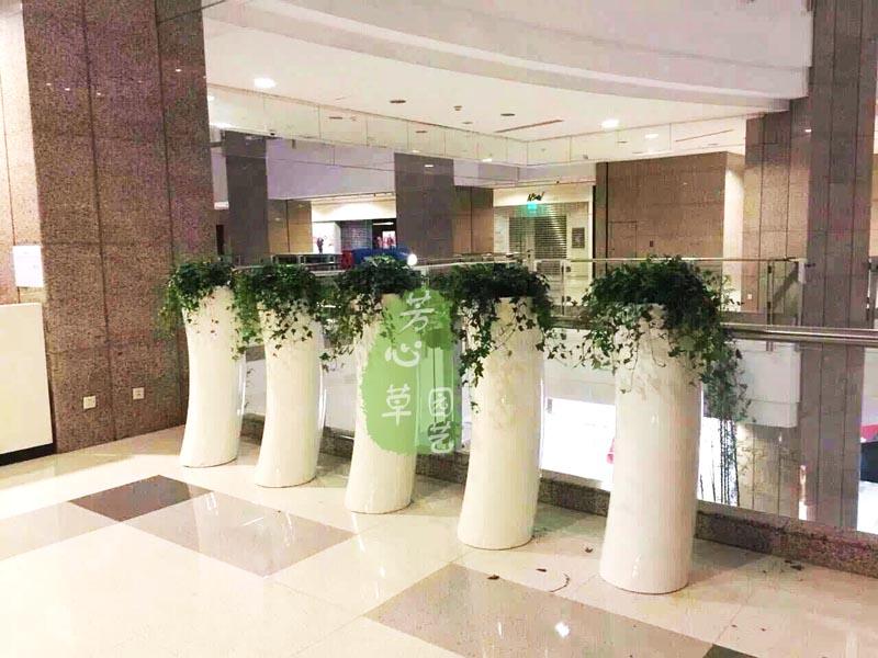 成都写字楼植物租赁效果图