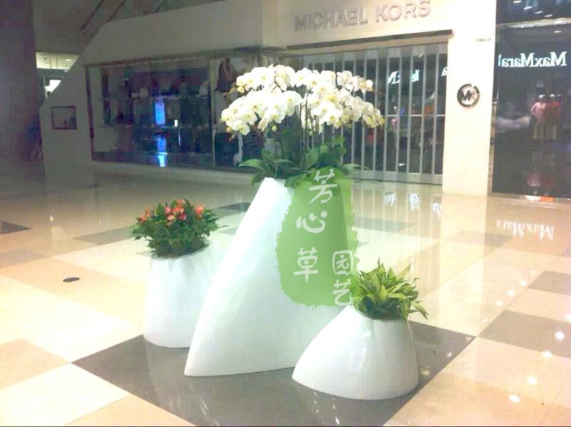 成都写字楼植物租赁价格