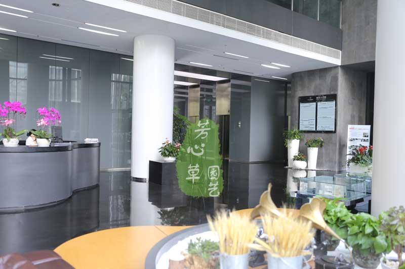 恒大地产植物租摆案例
