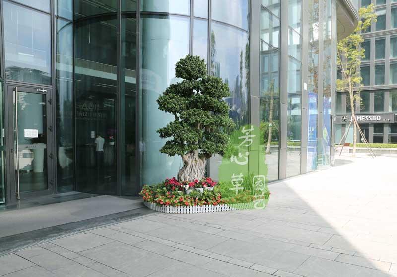 恒大地产植物租摆案例