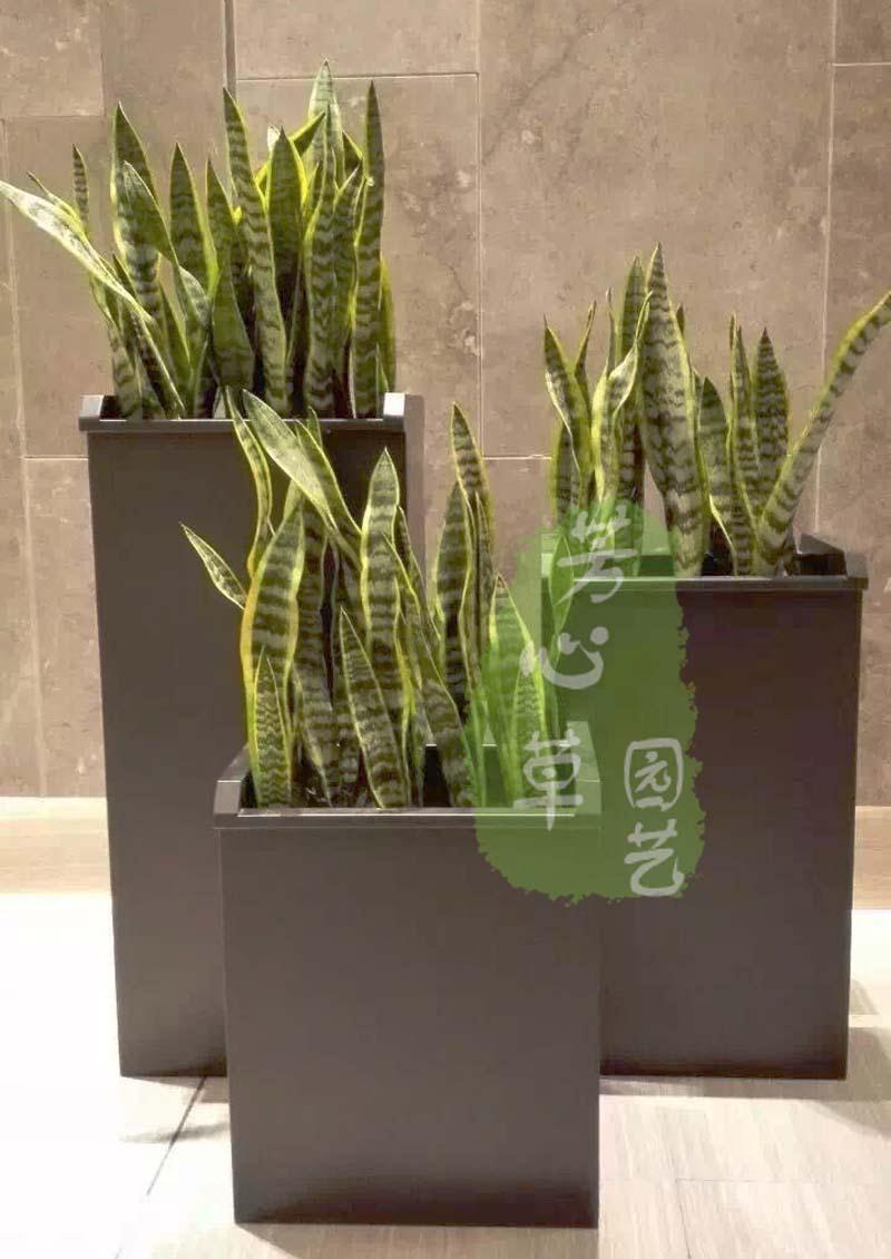 其他组合景观植物租摆案例