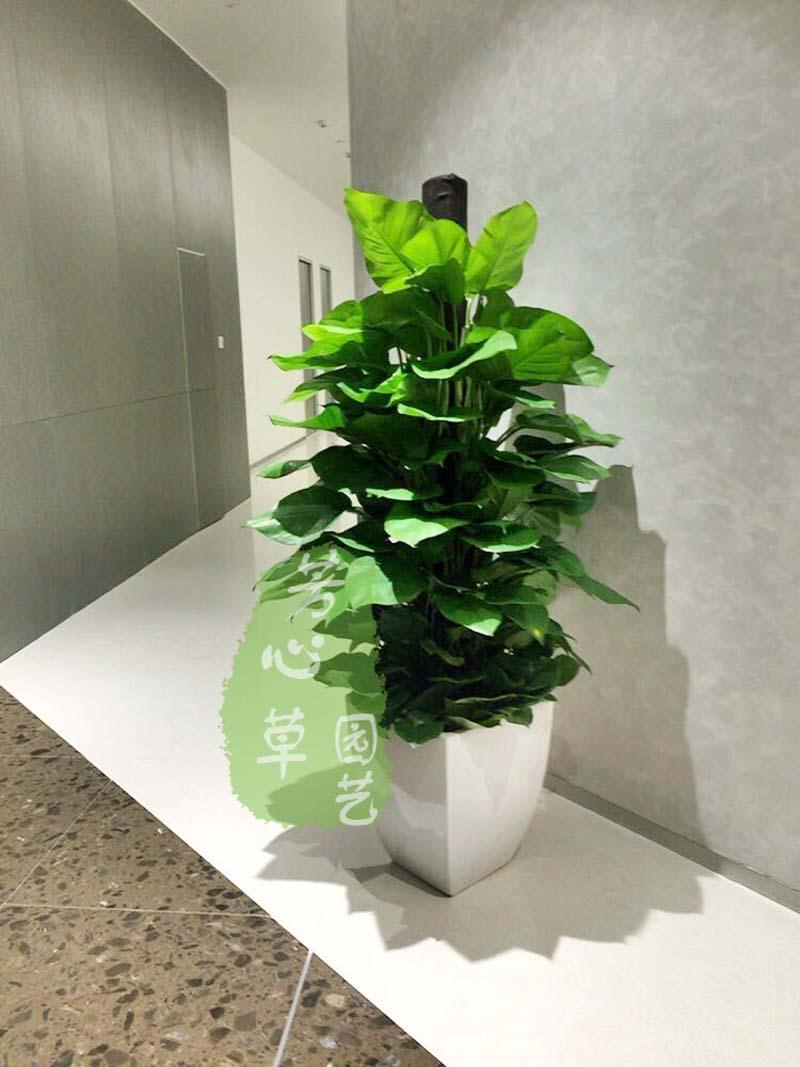 其他组合景观植物租摆案例