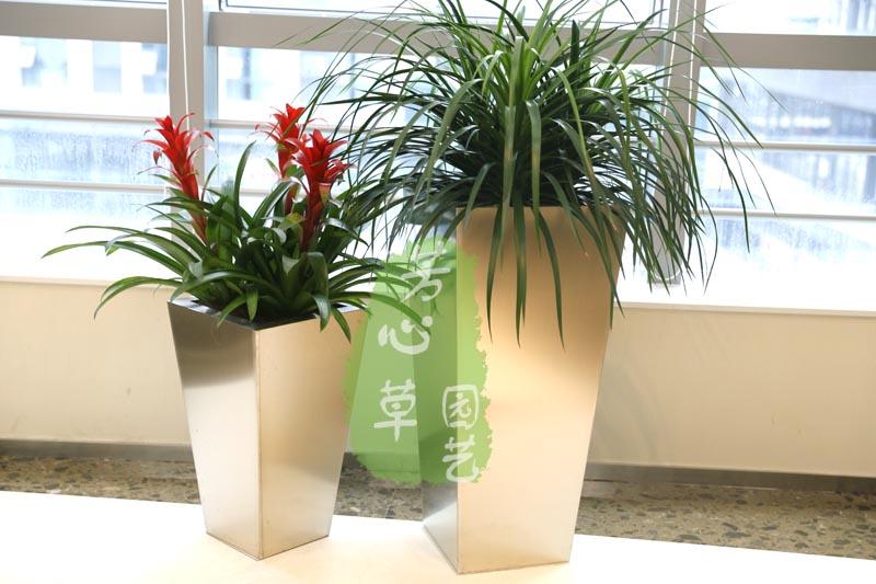 其他组合景观植物租摆案例